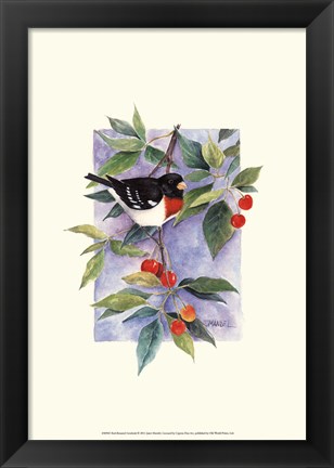 Framed Red-Breasted Grosbeak Print