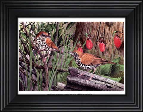 Framed Thrush Print