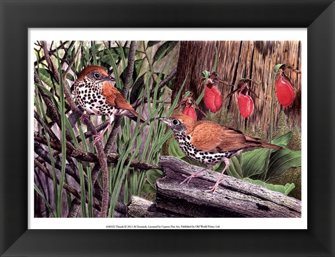 Framed Thrush Print