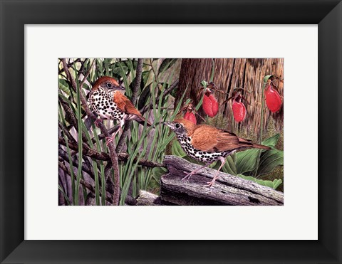 Framed Thrush Print