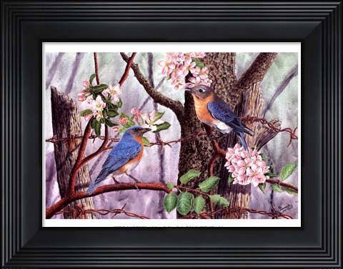 Framed Bluebirds Print