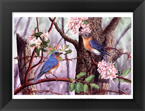 Framed Bluebirds Print