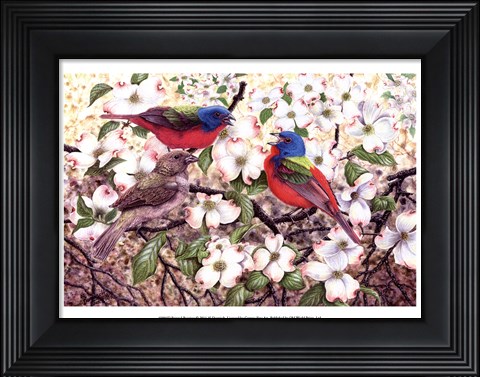 Framed Painted Bunting Print