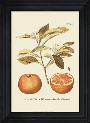 Framed Antique Orange Print