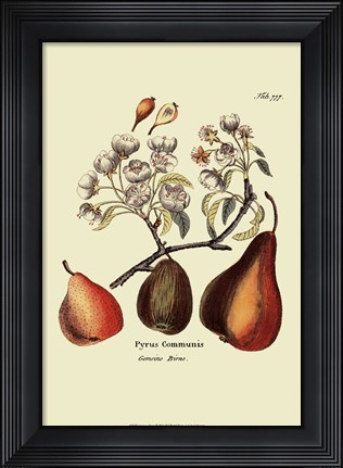 Framed Antique Pears Print
