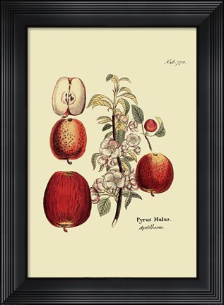 Framed Antique Apples Print