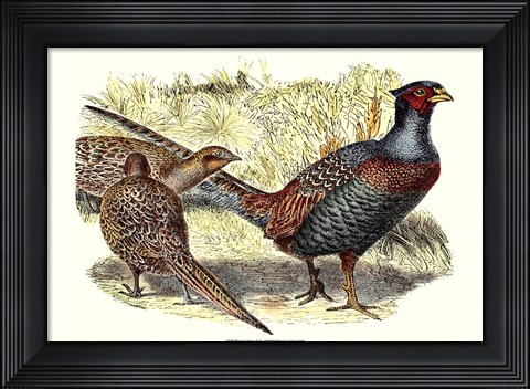 Framed Pheasant Varieties I Print