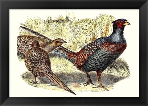 Framed Pheasant Varieties I Print