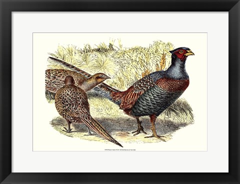 Framed Pheasant Varieties I Print
