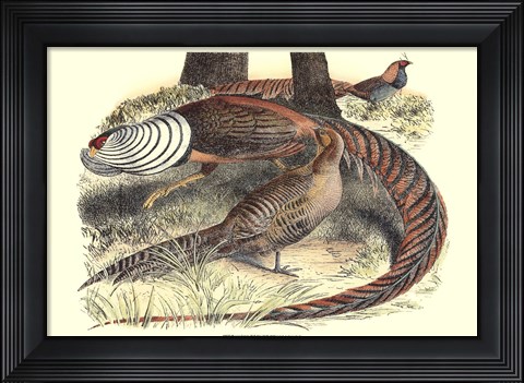 Framed Pheasant Varieties III Print