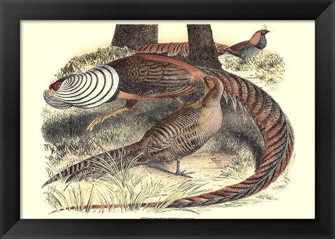 Framed Pheasant Varieties III Print