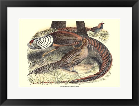 Framed Pheasant Varieties III Print
