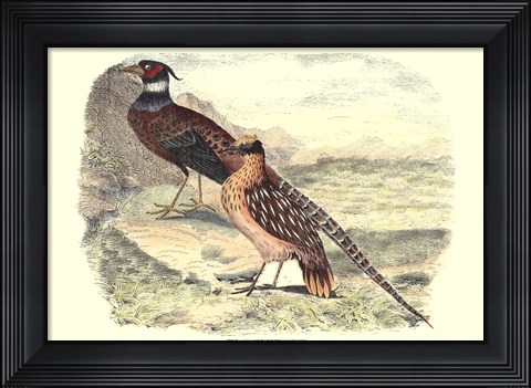 Framed Pheasant Varieties IV Print