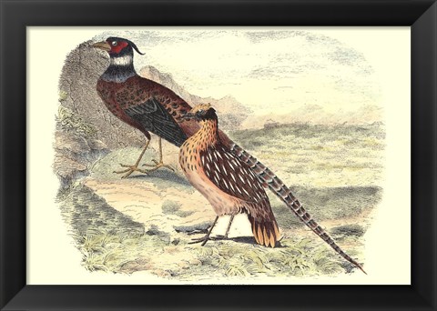 Framed Pheasant Varieties IV Print