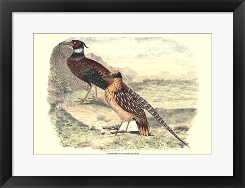 Framed Pheasant Varieties IV Print