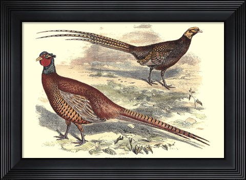 Framed Pheasant Varieties V Print