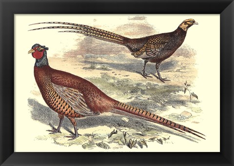 Framed Pheasant Varieties V Print