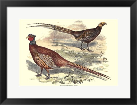 Framed Pheasant Varieties V Print