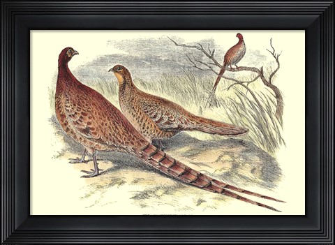 Framed Pheasant Varieties VI Print