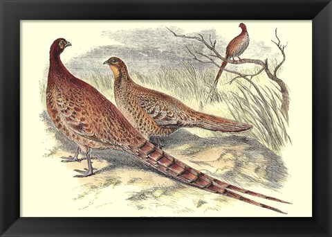 Framed Pheasant Varieties VI Print