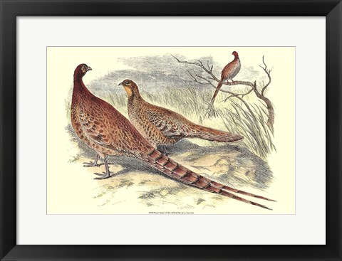 Framed Pheasant Varieties VI Print