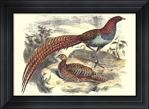 Framed Pheasant Varieties VII Print