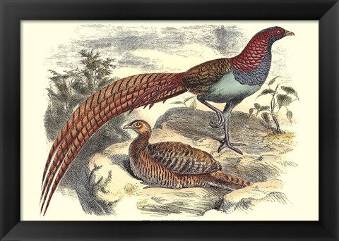 Framed Pheasant Varieties VII Print