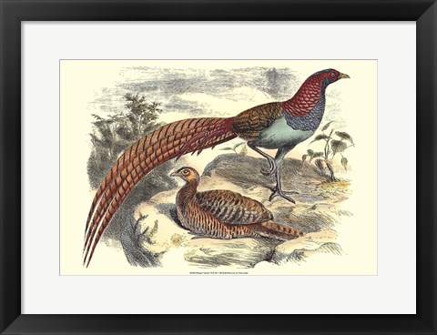 Framed Pheasant Varieties VII Print
