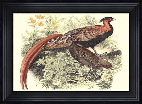 Framed Pheasant Varieties VIII Print