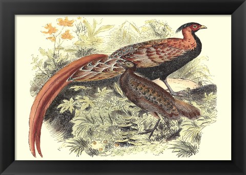 Framed Pheasant Varieties VIII Print