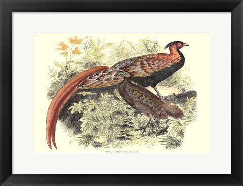 Framed Pheasant Varieties VIII Print