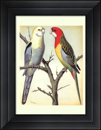 Framed Parrots I Print
