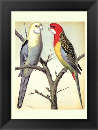 Framed Parrots I Print