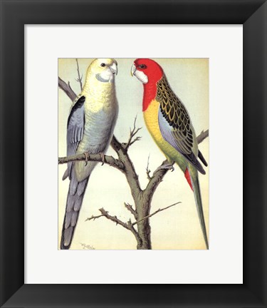 Framed Parrots I Print