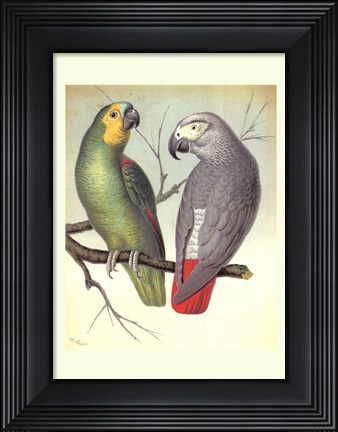 Framed Parrots II Print