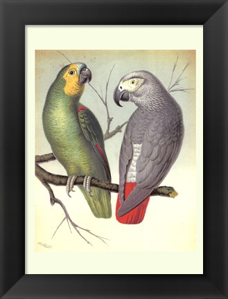 Framed Parrots II Print