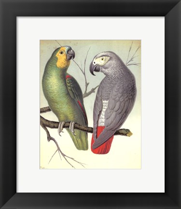 Framed Parrots II Print