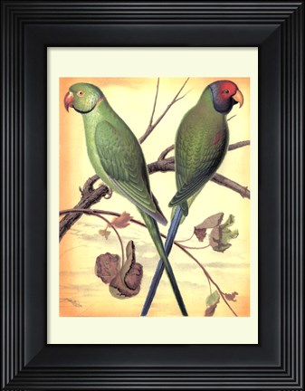 Framed Parrots III Print