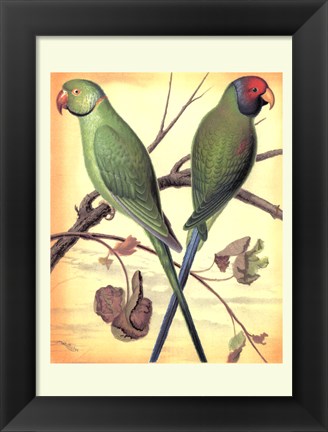 Framed Parrots III Print