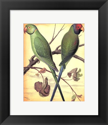 Framed Parrots III Print