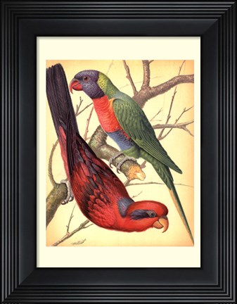 Framed Parrots IV Print
