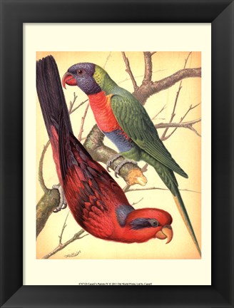 Framed Parrots IV Print