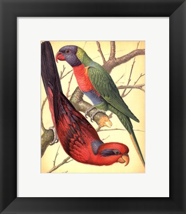 Framed Parrots IV Print
