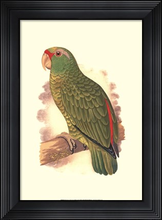 Framed Festive Amazon Parrot Print