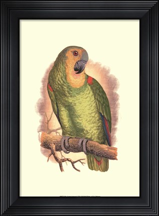 Framed Blue-Fronted Amazon Print