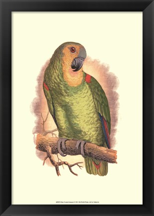 Framed Blue-Fronted Amazon Print