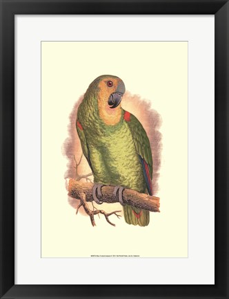 Framed Blue-Fronted Amazon Print