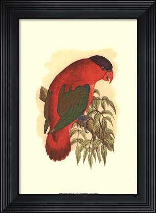 Framed Purple-Capped Lory Print