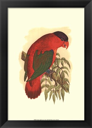 Framed Purple-Capped Lory Print