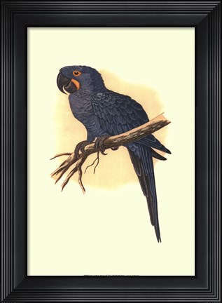 Framed Hyacinthine Macaw Print